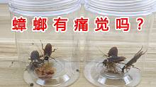 蟑螂有痛觉吗？如何证明蟑螂没有痛觉？