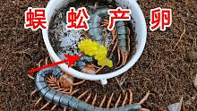 蜈蚣卵！你一定没见过！漂亮！