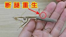 螳螂断了一条腿还能再长出来吗？神奇的断腿重生！