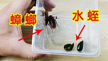 真的会被吸干吗？水蛭和蟑螂放一起会怎么样？