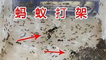 蚂蚁打架？不同种类的蚂蚁放一起会打起来吗？