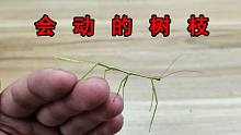 竹节虫！这是一根会动的树枝！