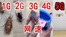 用蟑螂还原各个网速的真实写照！1G，2G，3G，4G，5G