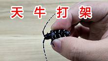 竟然把同伴咬成了残废！天牛打起架来真厉害！