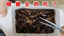 我的蟑螂全被热死了！如何处理这些死蟑螂？