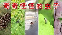 歪叔进山抓虫子咯，各种奇奇怪怪的虫子
