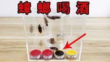 蟑螂喜欢喝酒吗？喜欢喝哪种酒？会上头吗？
