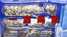 超级威猛的小蚂蚁！体型不大，数量来凑！