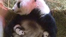 太暖了！熊猫妈妈生下双胞胎后，长达一两个星期不吃不喝只为照顾小宝宝