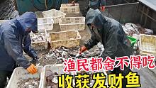 老海捞到野生靓货，海上渔民都不舍吃的鱼，价值不菲，到底是啥？