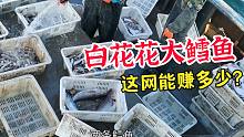老海心情好大展歌喉，两条白花花的鳕鱼闪闪发光，这一网赚钱吗？