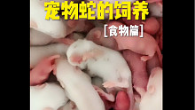 这么可爱的鼠鼠竟然是蛇蛇的食物？