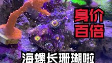 给海螺种上珊瑚，身价瞬间增长百倍！