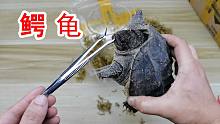 一时冲动！买了一只鳄龟！有点猛！