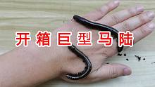 什么动物腿最多？开箱两条巨型马陆！