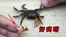 看着都疼！抓螃蟹的后果！