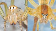 呆萌呆萌的蜘蛛！长了一副驴脸？