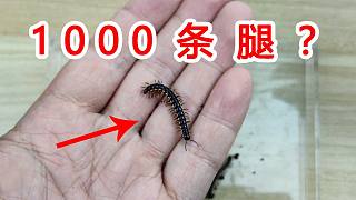 长了1000条腿的虫子？它的脚比蜈蚣还多！