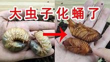 肥嘟嘟的大虫子化蛹了！独角仙化蛹！