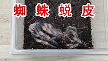 八脚朝天！这是在干嘛？奇怪的蜘蛛蜕皮全过程！