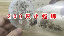 200只螳螂聚集在一起！我的小螳螂孵化了！