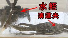 真的没有天敌吗？外来入侵鱼类清道夫VS水蛭！