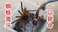 蜘蛛毒牙！一口毙命？蟑螂被毒蜘蛛咬一口，还能活多久？