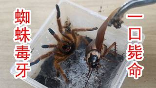 蜘蛛毒牙！一口毙命？蟑螂被毒蜘蛛咬一口，还能活多久？