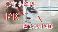 南方大蟑螂PK北方小蟑螂！谁能活到最后！