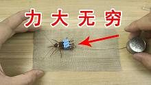 蟑螂的力气有多大？被实验结果吓尿了！
