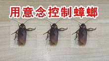用“意念”控制蟑螂！蟑螂为什么这么听话？