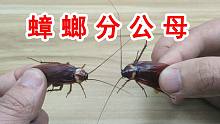 蟑螂怎么分公母？最硬核的蟑螂知识科普！