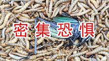 【密集恐惧】把一只蝈蝈丢进10000万条面包虫当中！