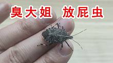 臭大姐居然把蟑螂兄熏死了？不靠谱的臭虫科普视频！