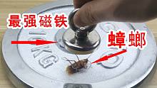 最强磁铁压扁小强！超级下饭的蟑螂肉饼！