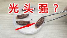 超级光头强？把蟑螂的脚全部剪掉，还能活多久？