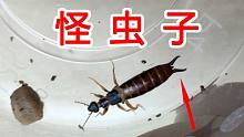 尾巴上长钳子的怪虫子！蠼螋！被它夹一下会很疼吗？