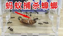 不可思议的攻击力！蚂蚁捕杀南方大蟑螂！