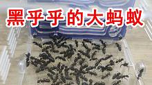 开箱一坨黑乎乎的大蚂蚁！
