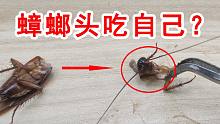 它居然在吃自己的身体！蟑螂只剩下个头还能吃东西吗？