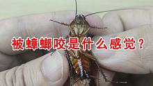 蟑螂有毒吗？蟑螂会咬人吗？被蟑螂咬是什么感觉？