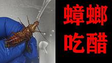给“蟑螂”喝点“醋”会怎么样？小强真的会“吃醋”吗？