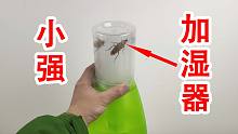 又湿又热！把蟑螂放入加湿器中会怎么样？