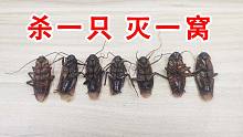 可怕的蟑螂药连锁反应，杀一只灭一窝！