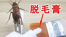 真的能脱腿毛吗？给蟑螂用劣质脱毛膏！