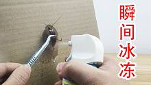 真的能冰冻住蟑螂吗？给蟑螂喷快速降温剂！
