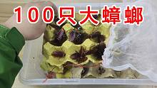 最硬核的开箱视频，开箱100只带翅膀会飞的南方大蟑螂！
