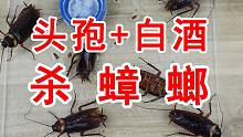 头孢配酒会致命？喂给蟑螂吃会怎么样？