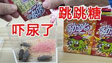 差点吓尿了！一口气给蟑螂吃10包跳跳糖会怎么样？