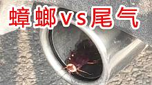 蟑螂真的连汽车尾气都不怕吗？